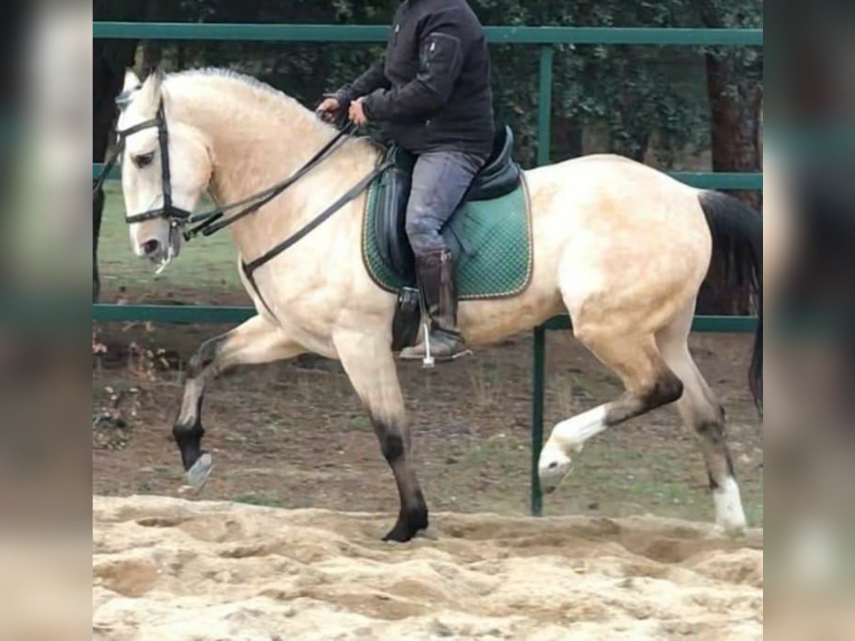 Lusitano Mix Ruin 12 Jaar 165 cm Buckskin in Madrid