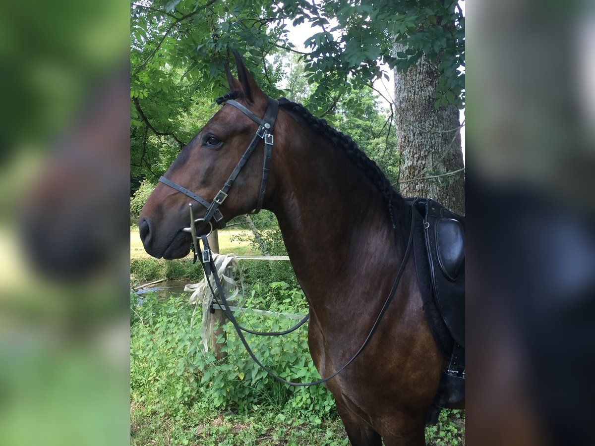 Lusitano Ruin 13 Jaar 154 cm Bruin in Kirchleerau
