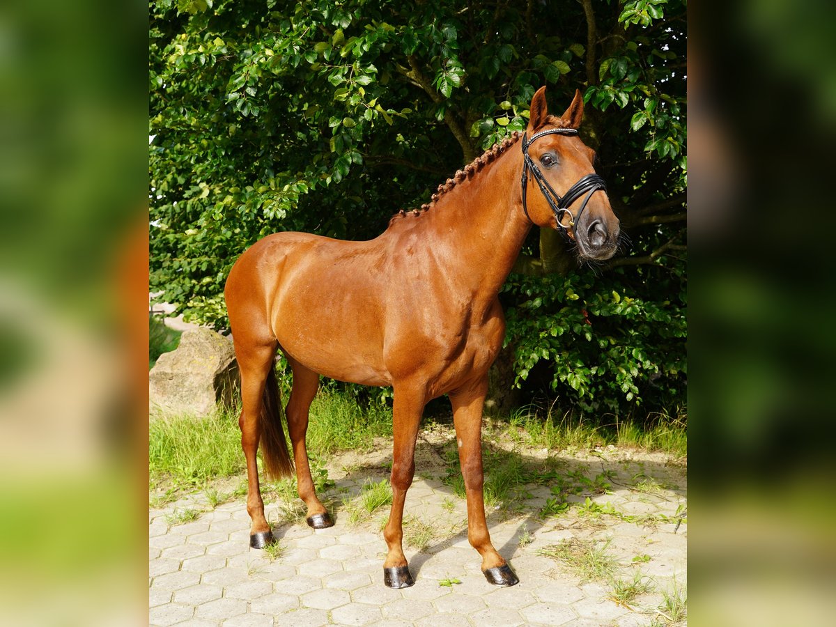 Lusitano Ruin 15 Jaar 150 cm Vos in Buchholz in der Nordheide