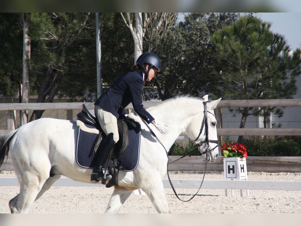 Lusitano Ruin 16 Jaar 157 cm Schimmel in Pozuelo De Alarcon