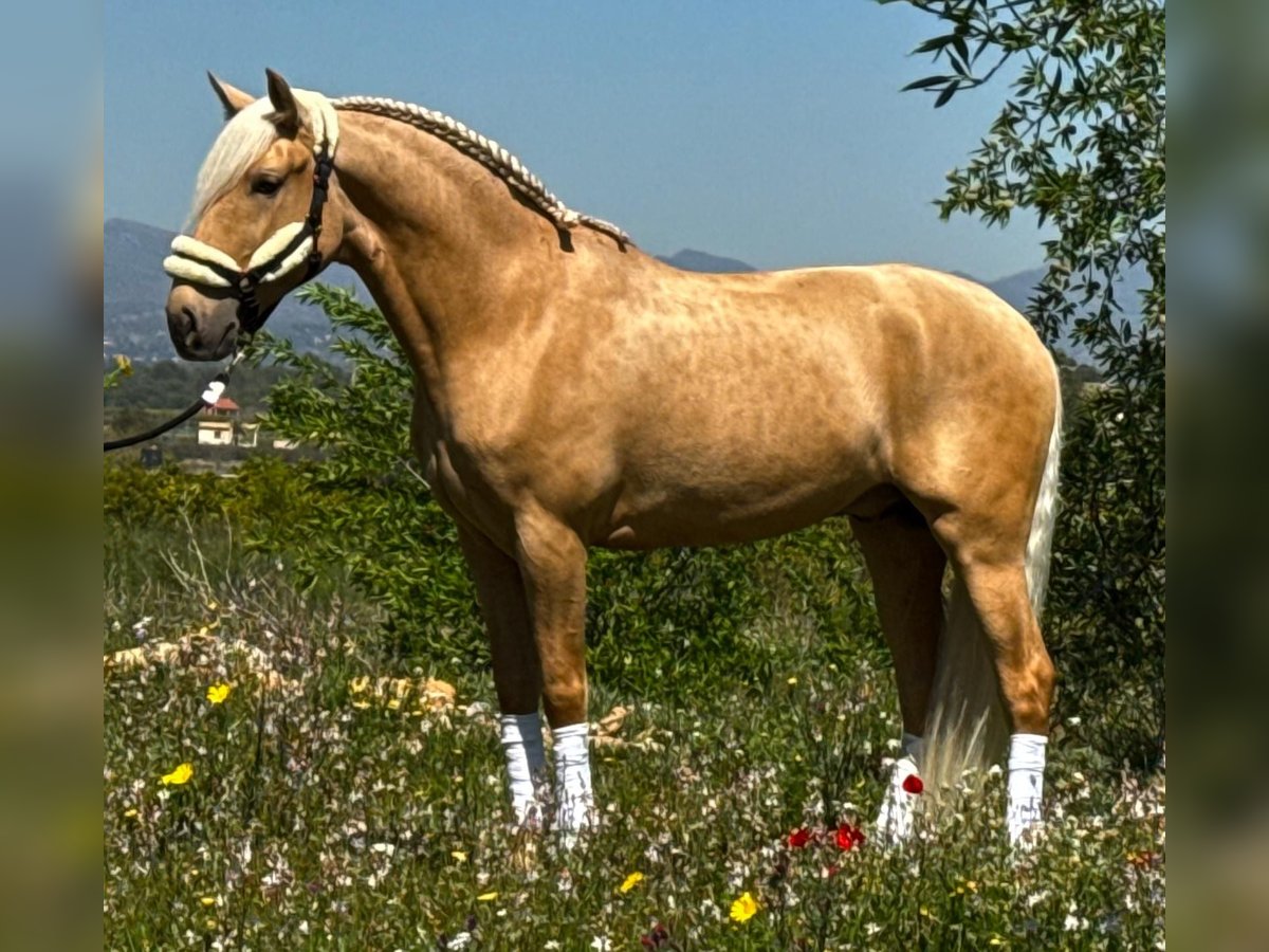 Lusitano Ruin 3 Jaar 162 cm Palomino in Martfeld