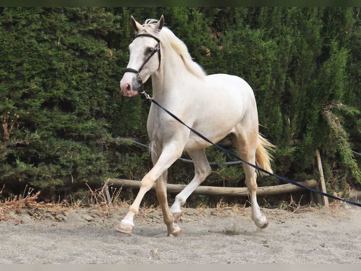 Lusitano Ruin 3 Jaar 165 cm Palomino in Provinz Malaga