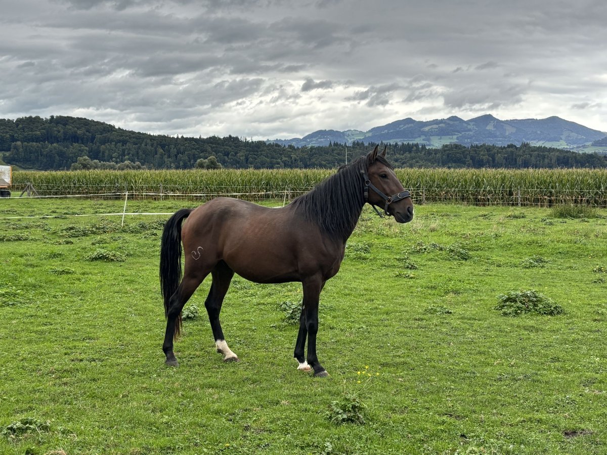 Lusitano Ruin 4 Jaar 150 cm Bruin in Benken SG