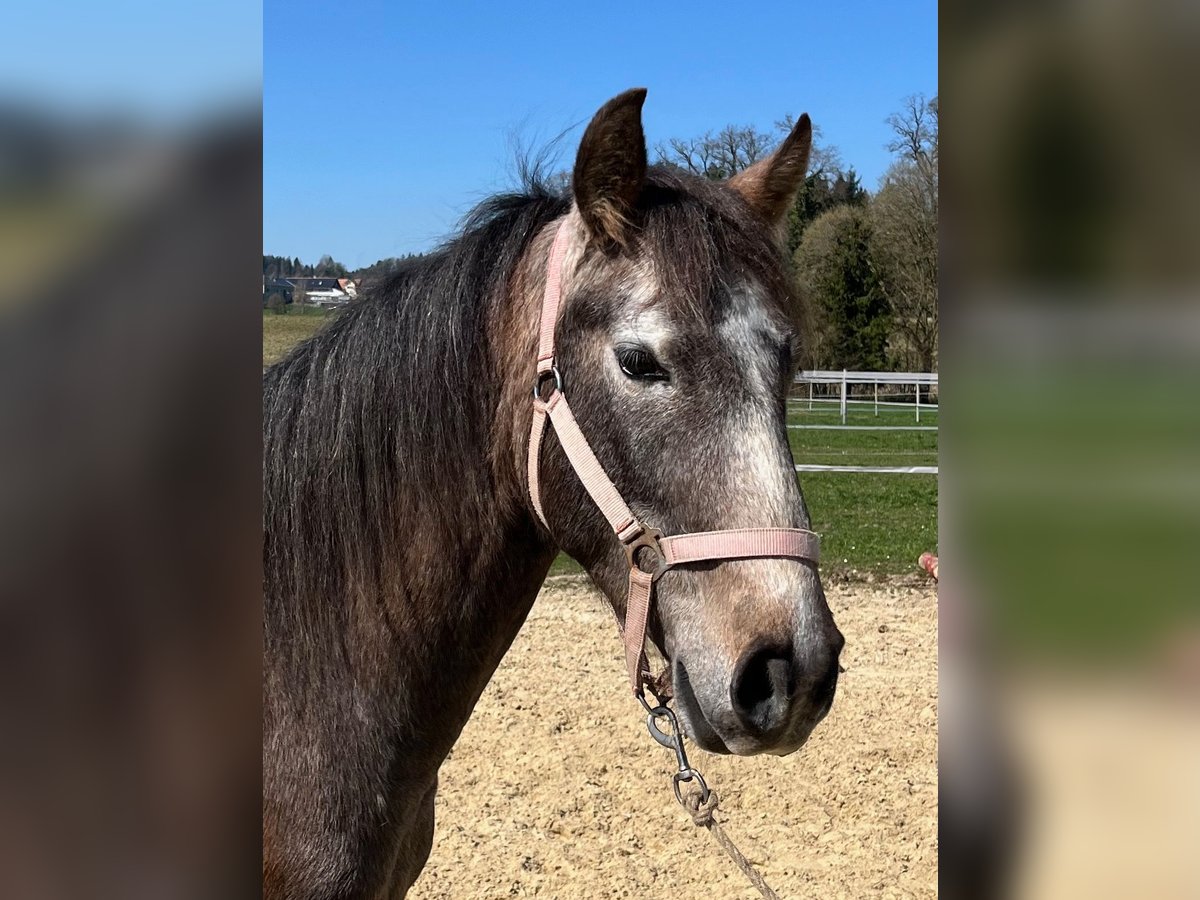 Lusitano Ruin 4 Jaar 158 cm Roan-Red in Amlikon-Bissegg