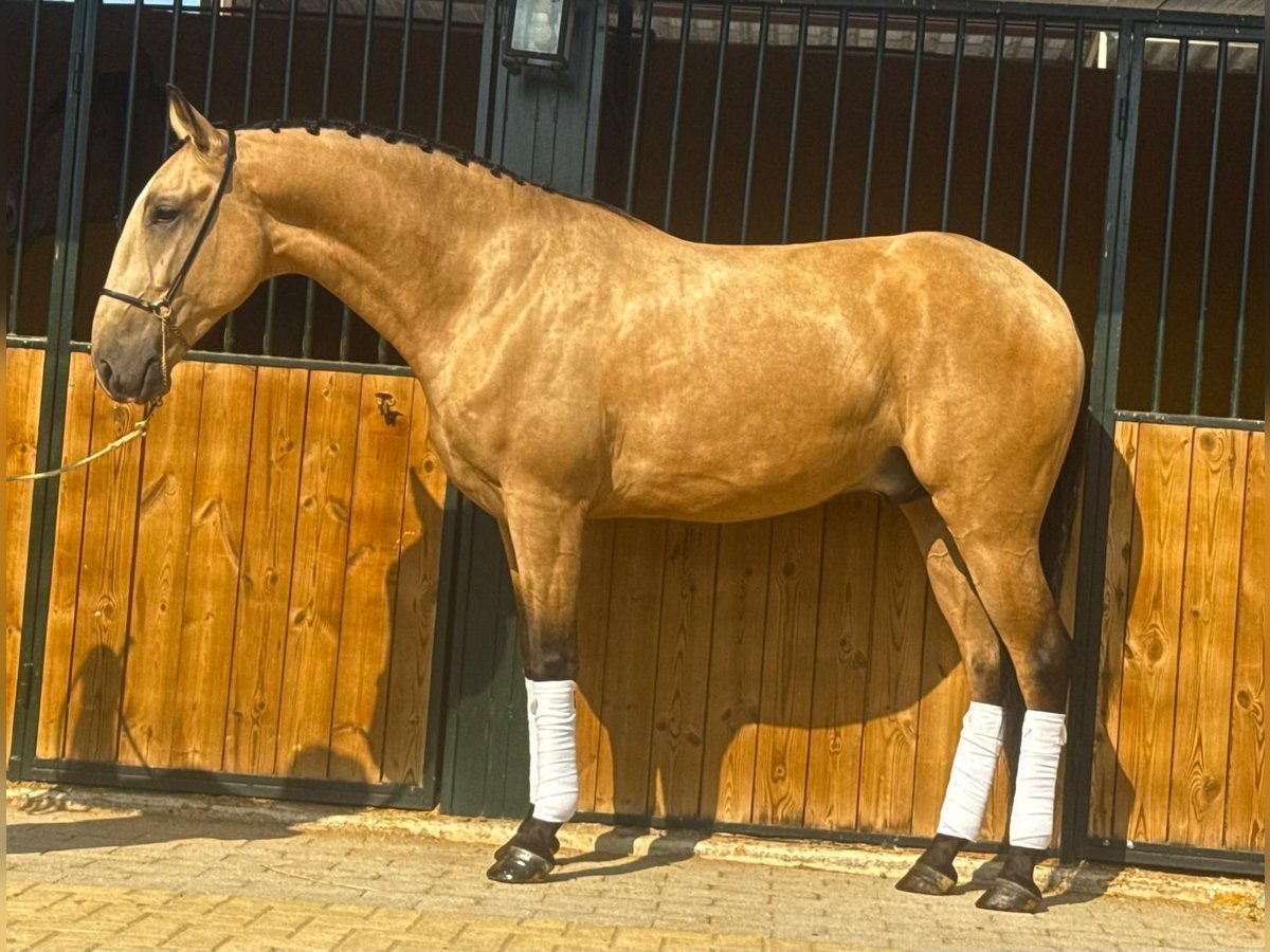 Lusitano Ruin 4 Jaar 161 cm Buckskin in Martfeld Lusitano Ruin 4 Jaar 161 cm Buckskin in Martfeld