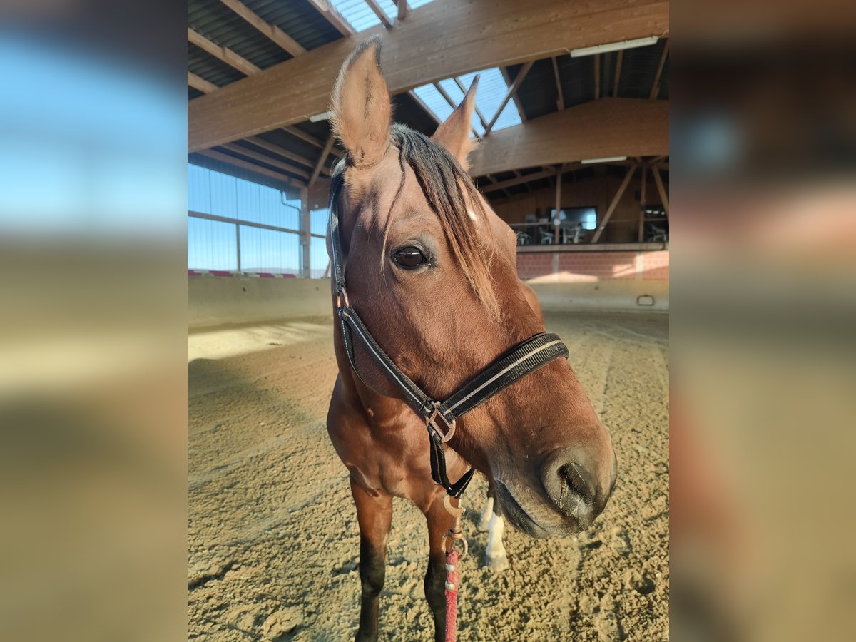 Lusitano Ruin 5 Jaar 155 cm Bruin in Waldeck