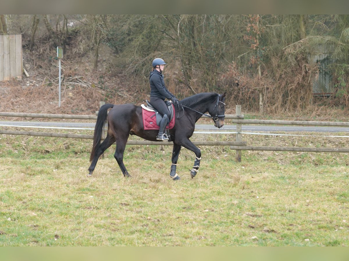 Lusitano Mix Ruin 5 Jaar 163 cm Donkerbruin in Neustadt (Wied)