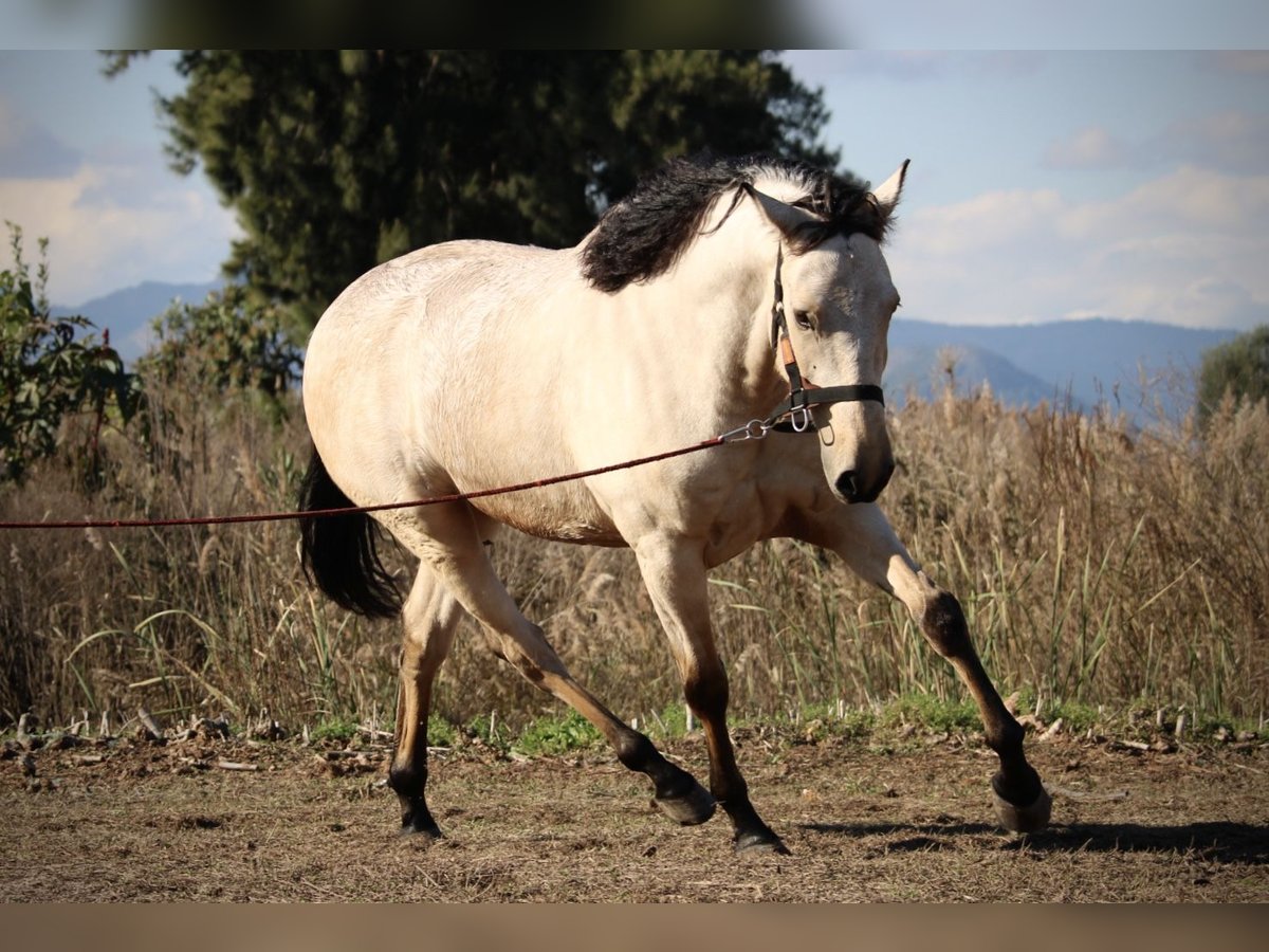 Lusitano Mix Ruin 5 Jaar 170 cm Buckskin in Valencia