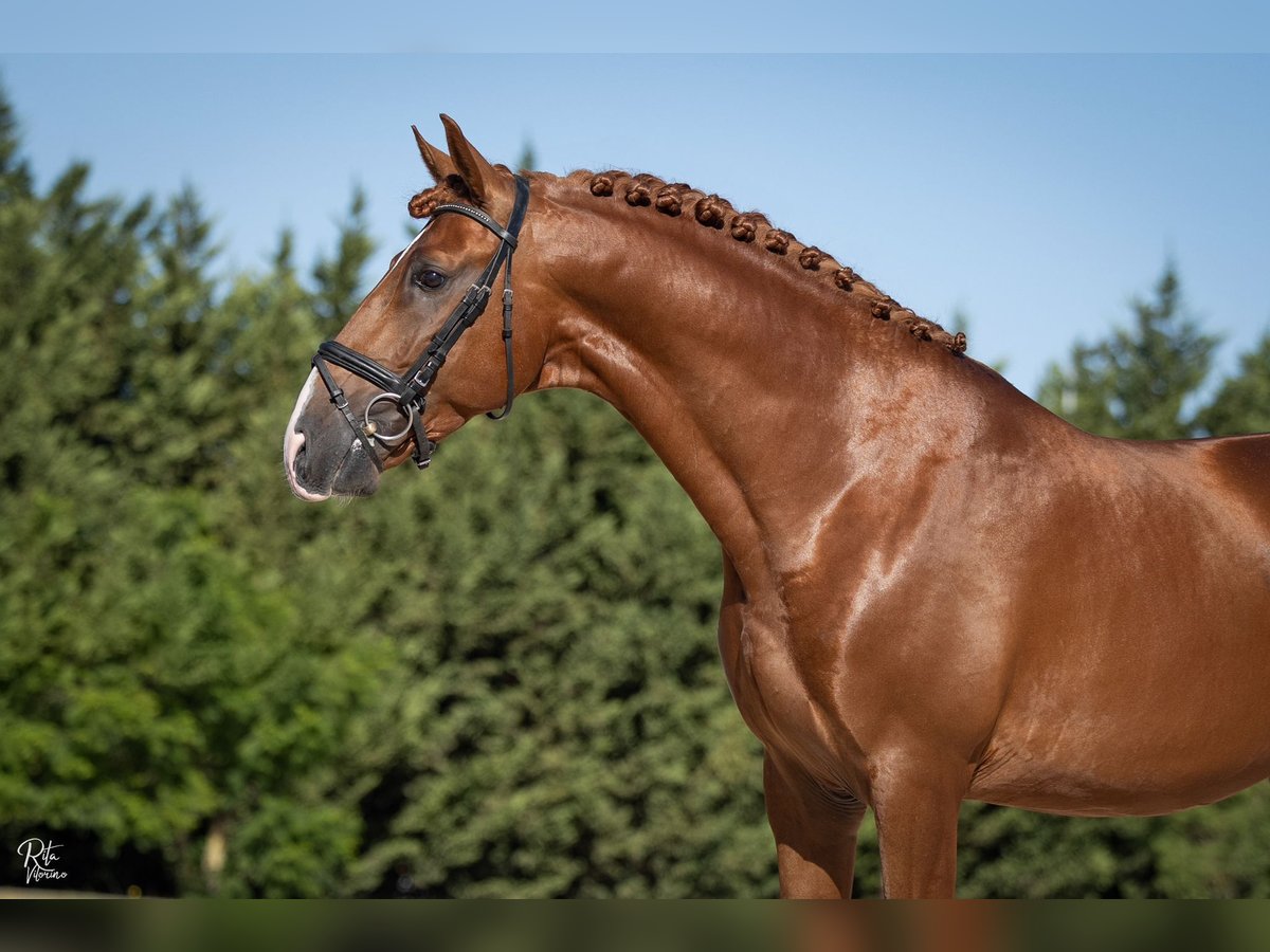 Lusitano Ruin 5 Jaar 170 cm Roodvos in Beja