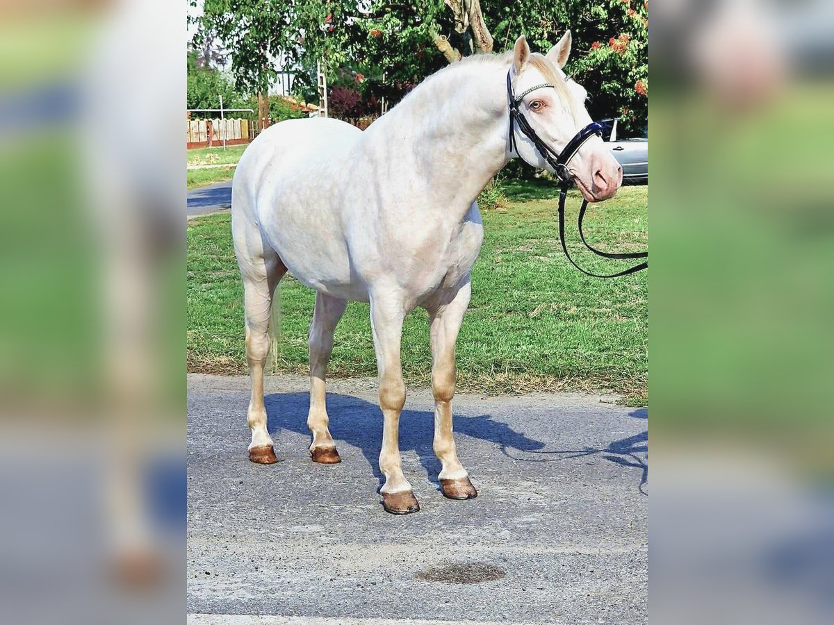 Lusitano Mix Ruin 6 Jaar 150 cm Cremello in Rechnitz