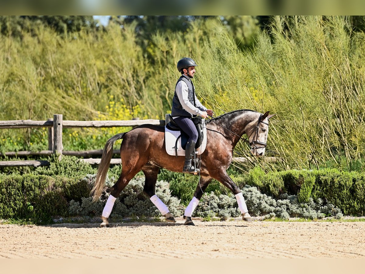 Lusitano Ruin 6 Jaar 154 cm Schimmel in Ronda