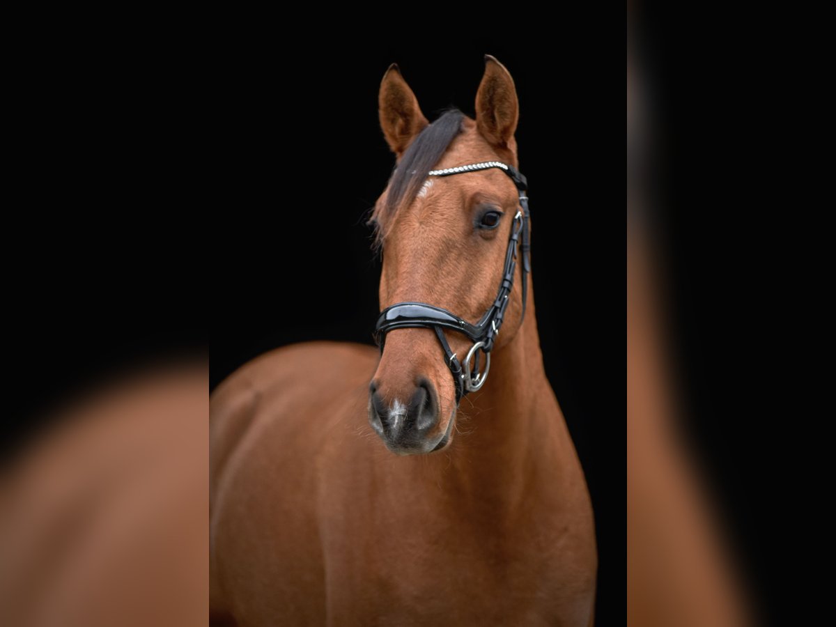 Lusitano Ruin 6 Jaar 160 cm Buckskin in Maldegem