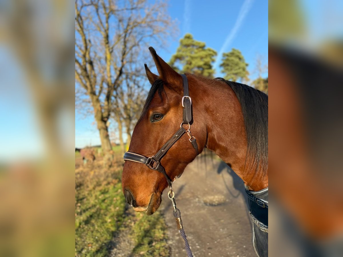 Lusitano Ruin 6 Jaar 169 cm Bruin in Sassenburg