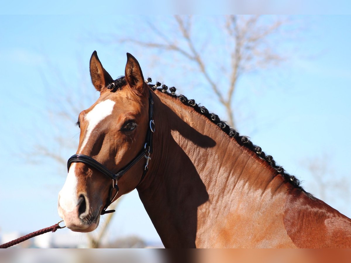 Lusitano Ruin 8 Jaar 163 cm Lichtbruin in Asten
