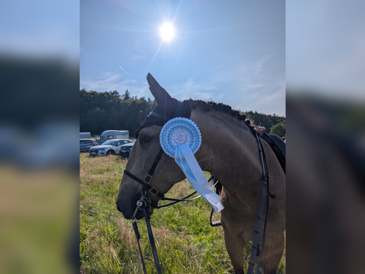 Lusitano Ruin 9 Jaar 160 cm Falbe in Neu-Anspach