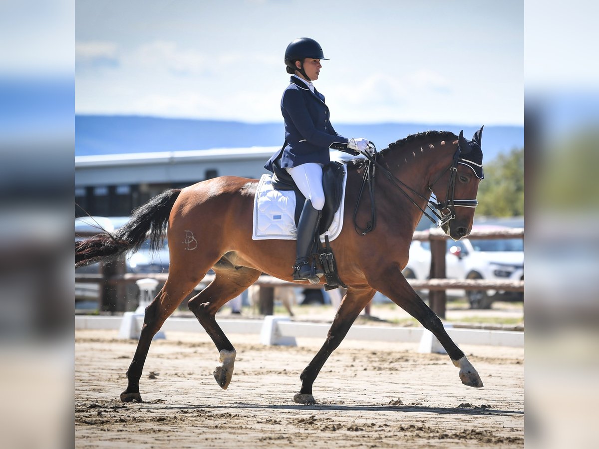 Lusitano Ruin 9 Jaar 162 cm Roodbruin in BOULBON