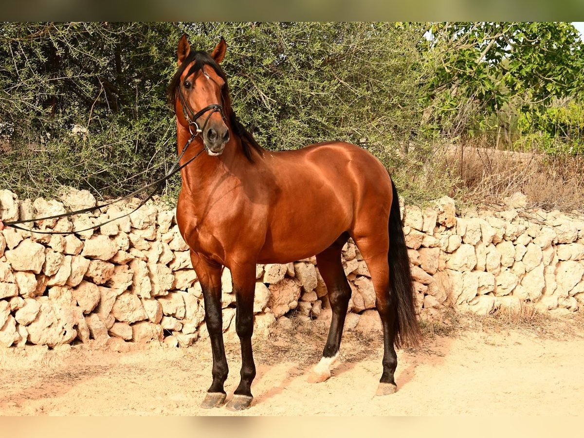 Lusitano Stallion 10 years 16 hh Brown in Mancor de la Vall