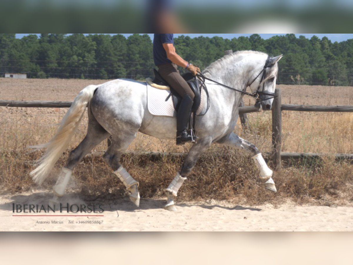 Lusitano Stallion 12 years 15,2 hh Gray in NAVAS DEL MADRONO