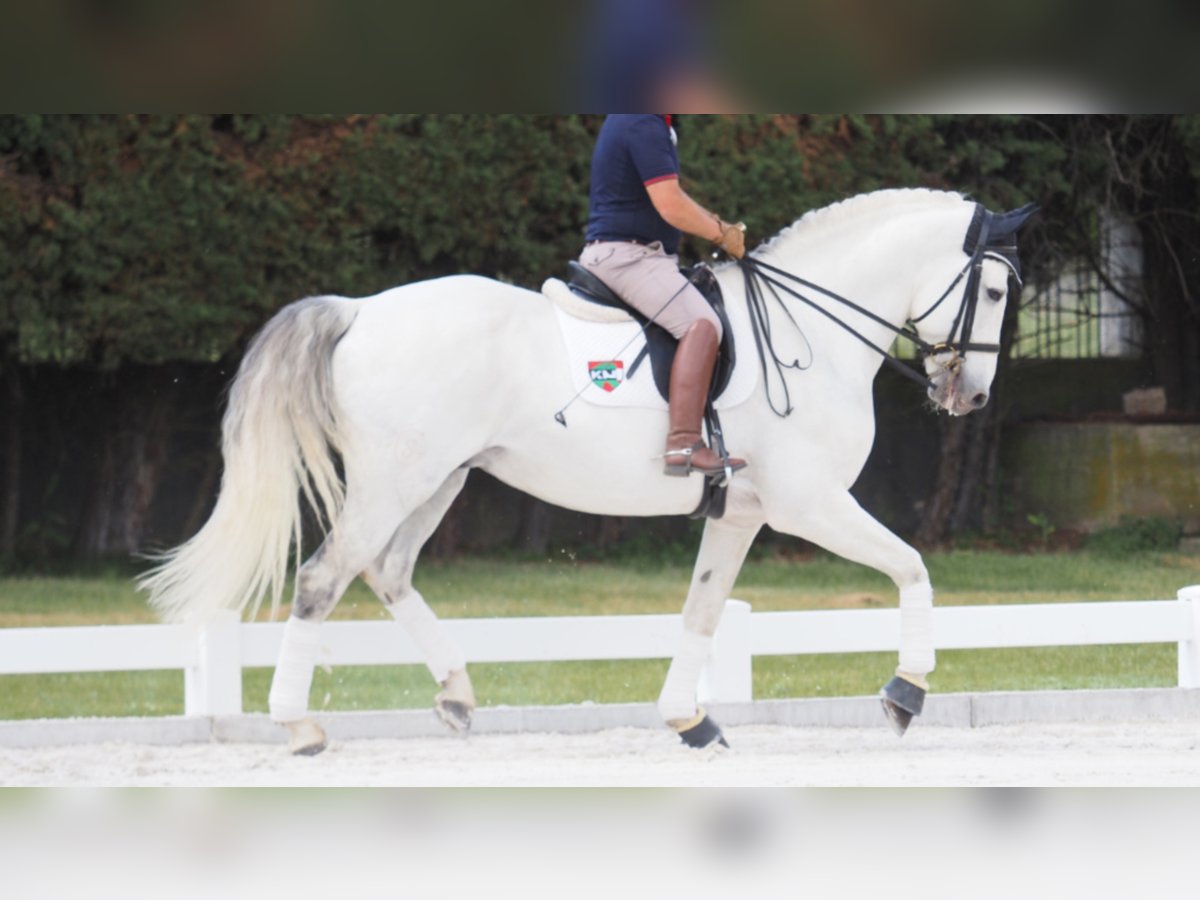 Lusitano Stallion 12 years 16,2 hh Gray in NAVAS DEL MADRONO