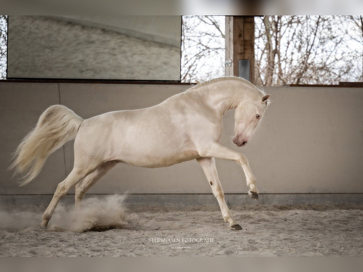 Lusitano Stallion 13 years 15,2 hh Cremello in W&#xF6;llstein