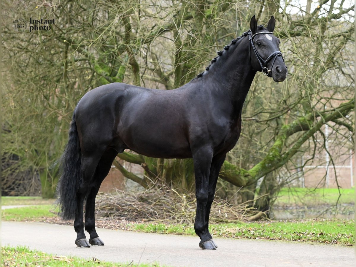 Lusitano Stallion 13 years 16,1 hh Black in Montville