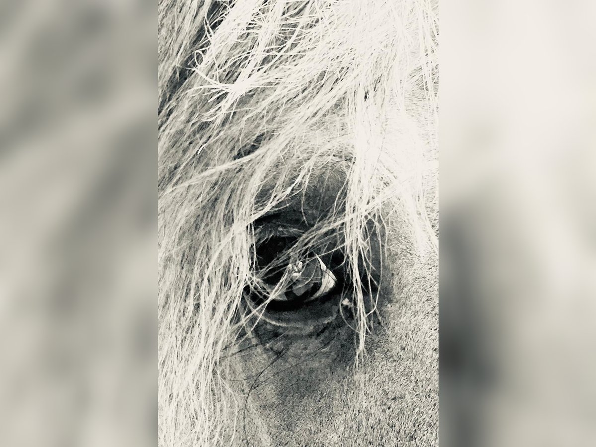Lusitano Stallion 13 years 16 hh Gray in Bispingen