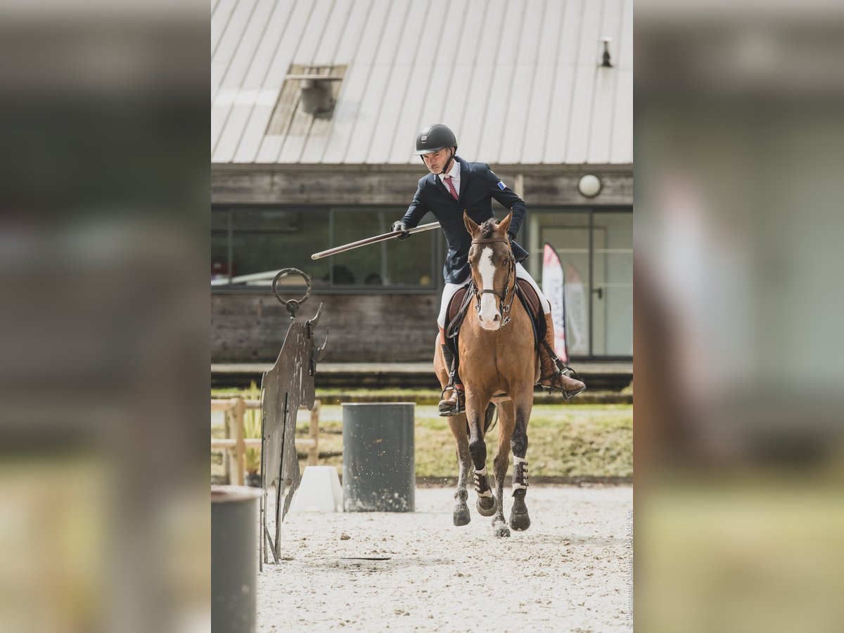 Lusitano Mix Stallion 14 years 15,1 hh Bay-Dark in Fargues Saint Hilaire