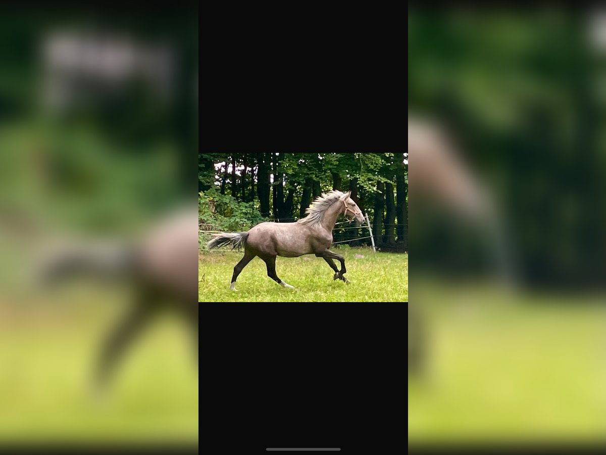 Lusitano Mix Stallion 1 year 14,2 hh in Hamburg Altstadt