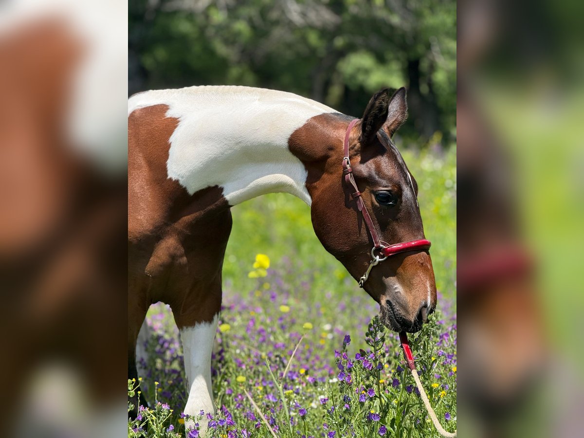 Lusitano Mix Stallion 1 year 14,3 hh Pinto in Madrid