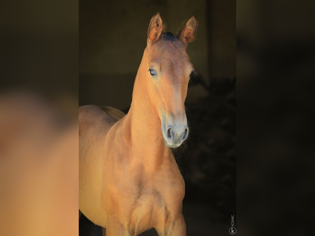 Lusitano Stallion 1 year 15,2 hh Brown in Antras