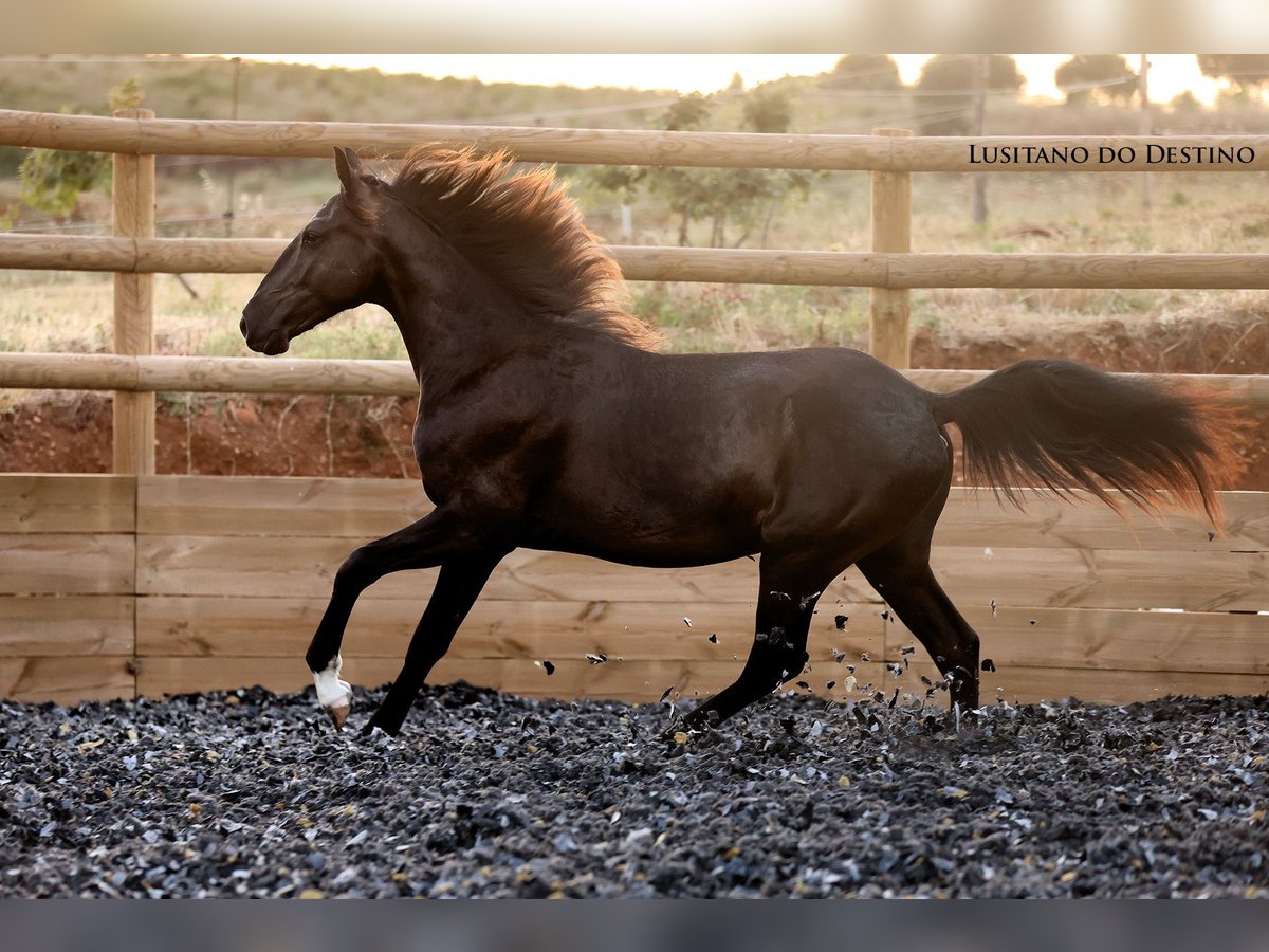 Lusitano Mix Stallion 1 year 15,1 hh Black in G&#xE9;n&#xE9;rac