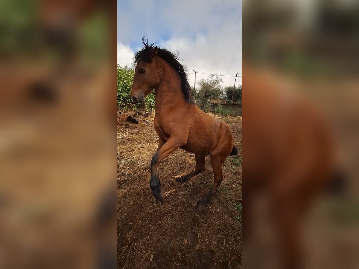 Lusitano Stallion 1 year 15,1 hh Brown in Castelo Branco