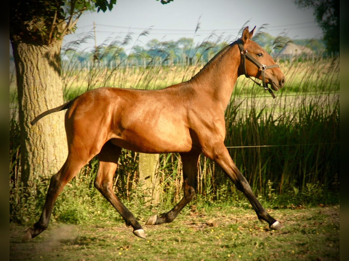 Lusitano Stallion 1 year 15,2 hh Brown in Bredene