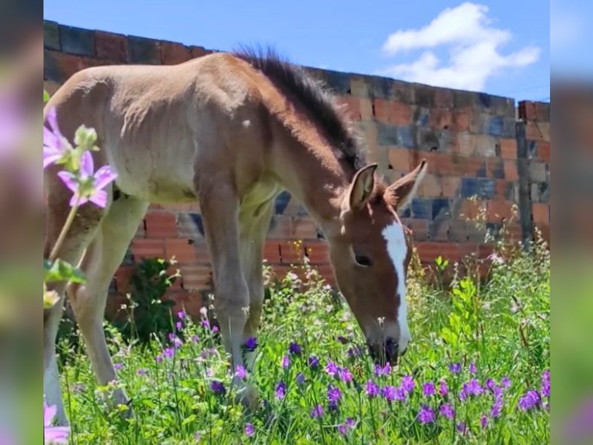 Lusitano Stallion 1 year 16,1 hh Champagne in Tojal