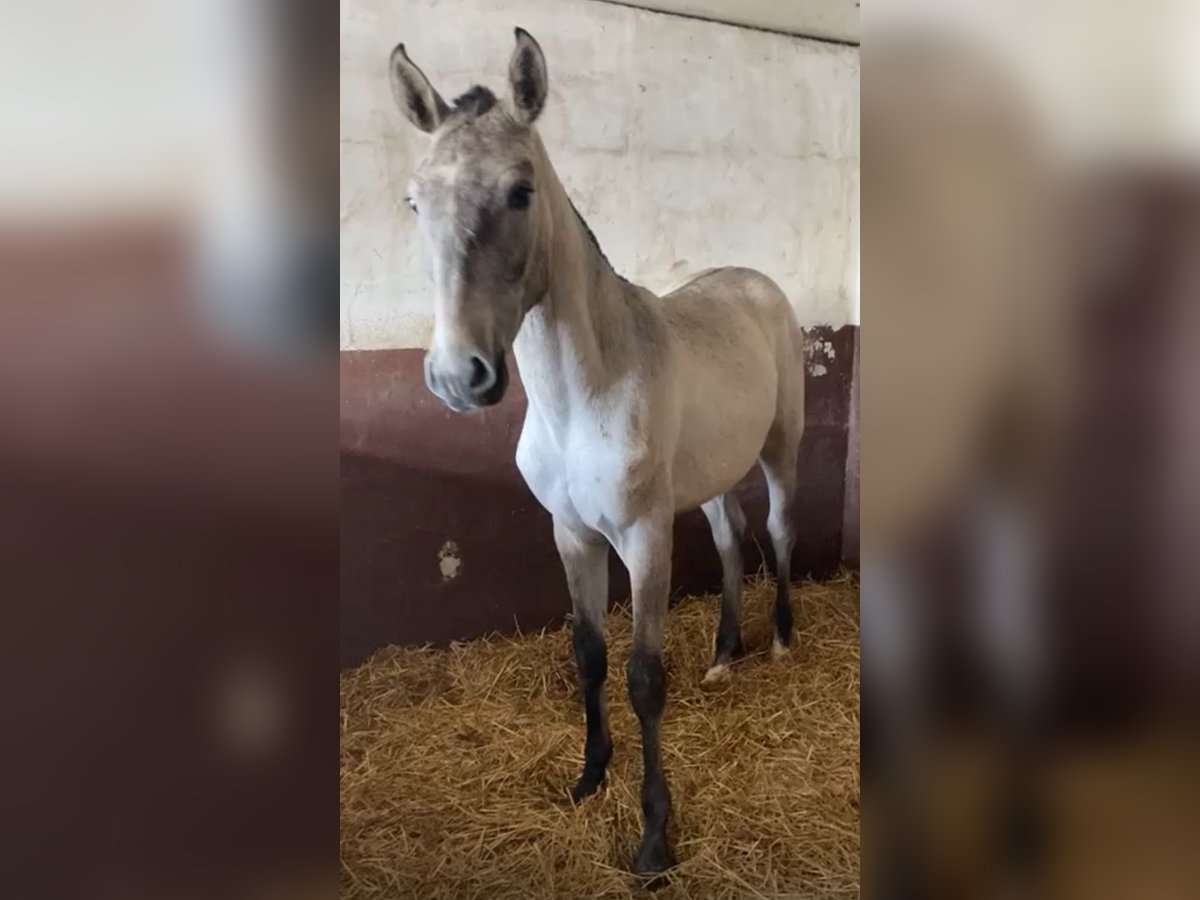 Lusitano Stallion 1 year 16,1 hh Grey in RIO MAIOR