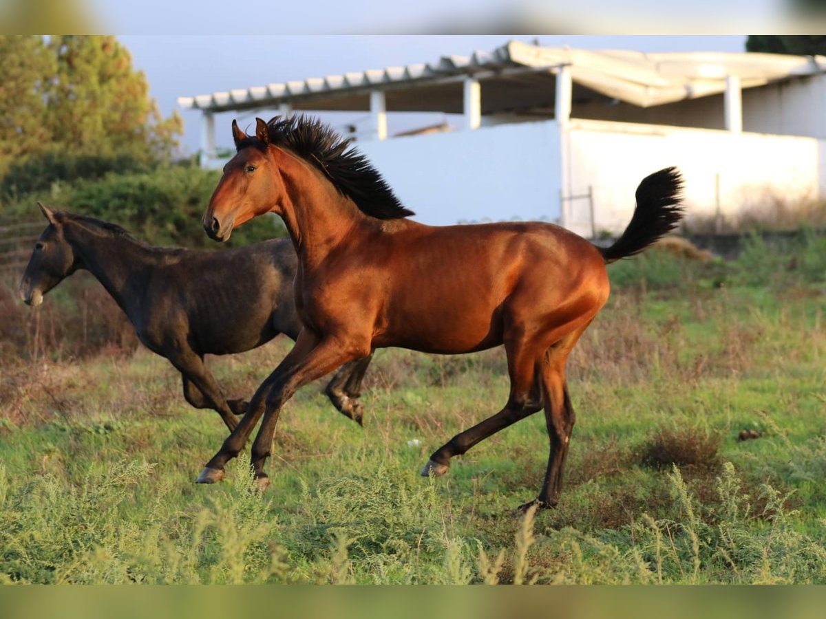 Lusitano Stallion 1 year 16 hh Brown in Rio-Maior