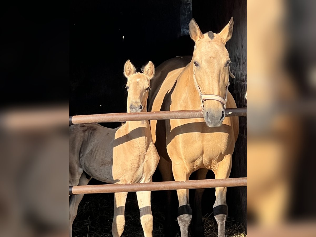 Lusitano Stallion 1 year 16 hh Buckskin in Bredene