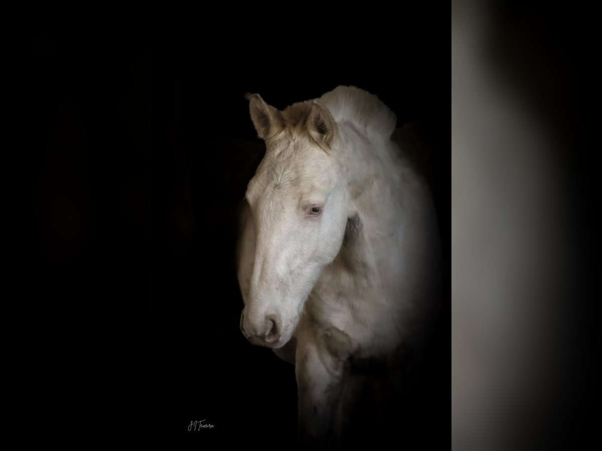 Lusitano Stallion 1 year 16 hh Cremello in Rio Maior