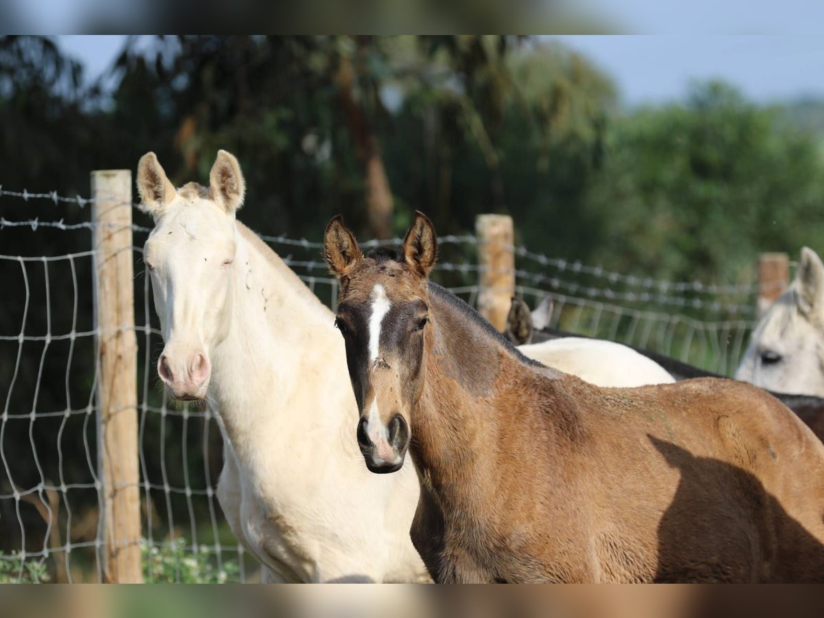 Lusitano Stallion 1 year 16 hh Cremello in Rio-Maior