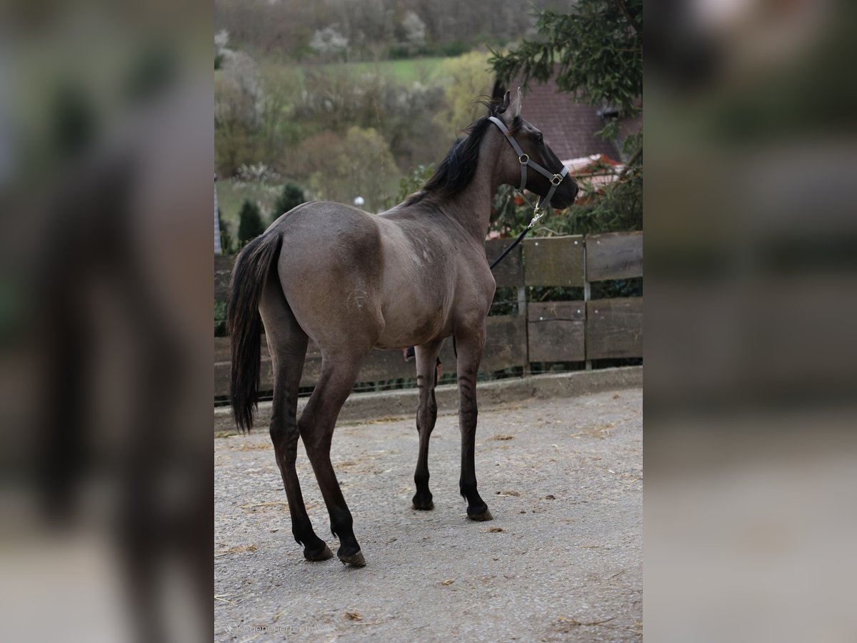 Lusitano Stallion 1 year 16,1 hh Brown Falb mold in Herborn