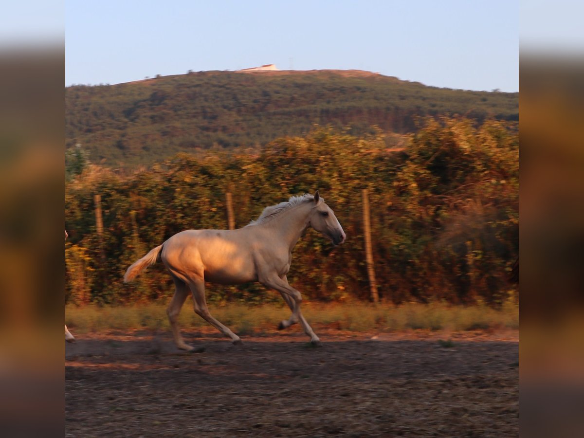 Lusitano Stallion 1 year 16,1 hh Palomino in Rio Maior