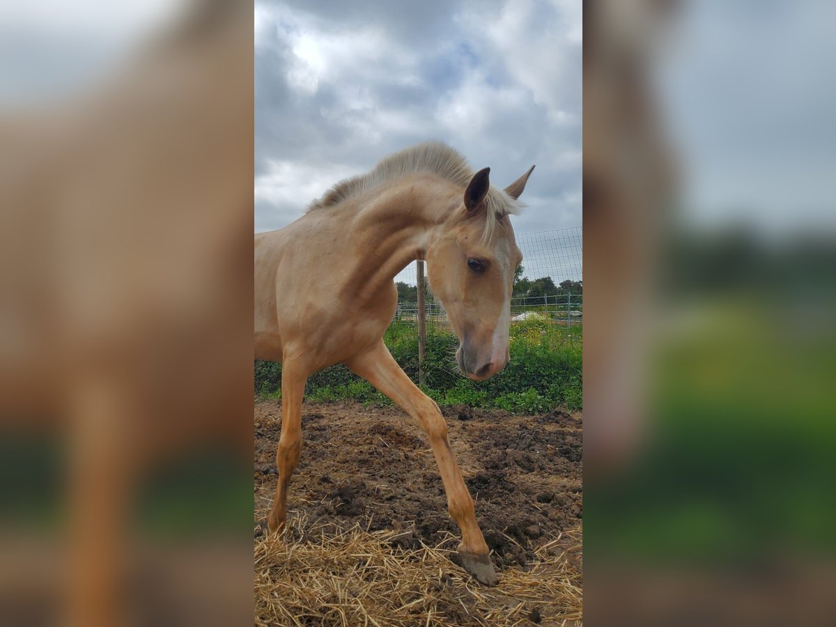 Lusitano Stallion 1 year 16,1 hh Palomino in Rio Maior