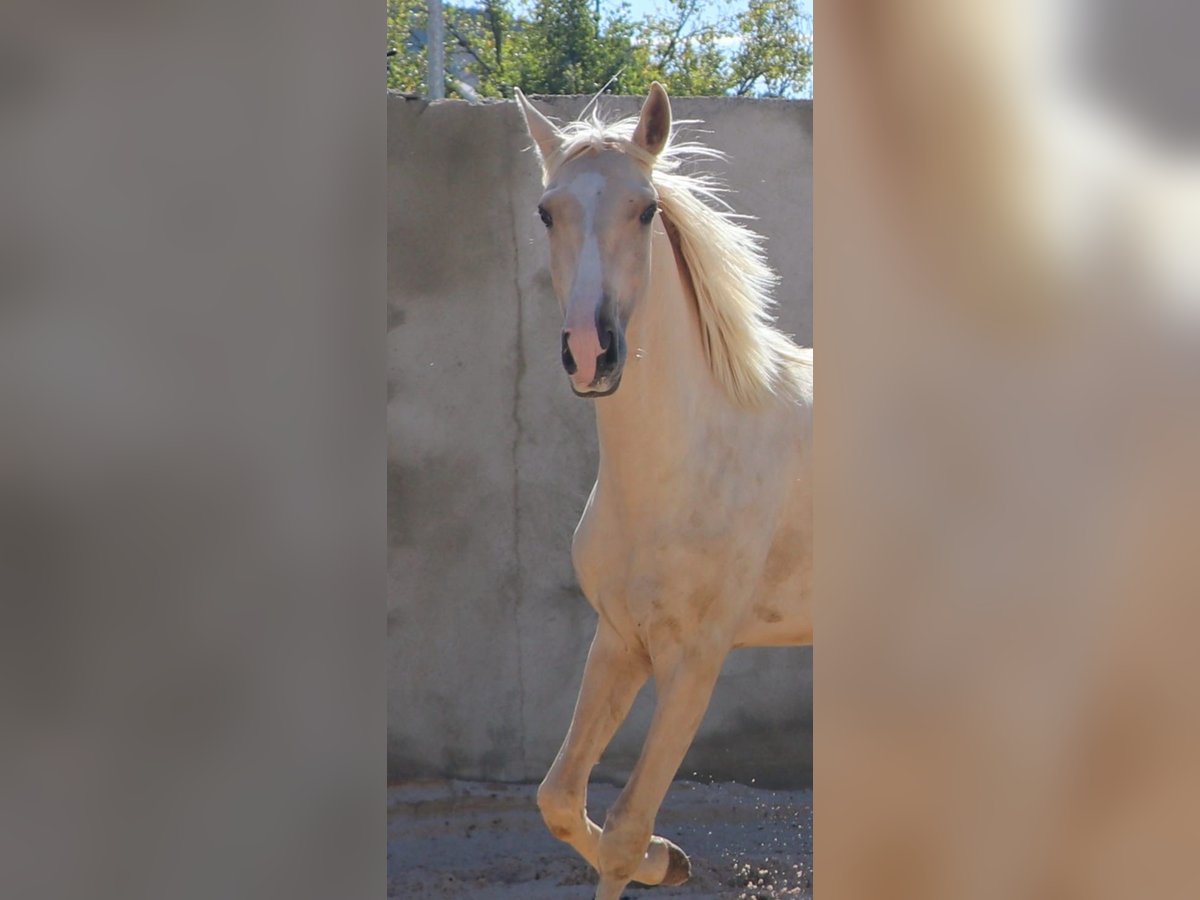 Lusitano Stallion 1 year 16,1 hh Palomino in Rio Maior