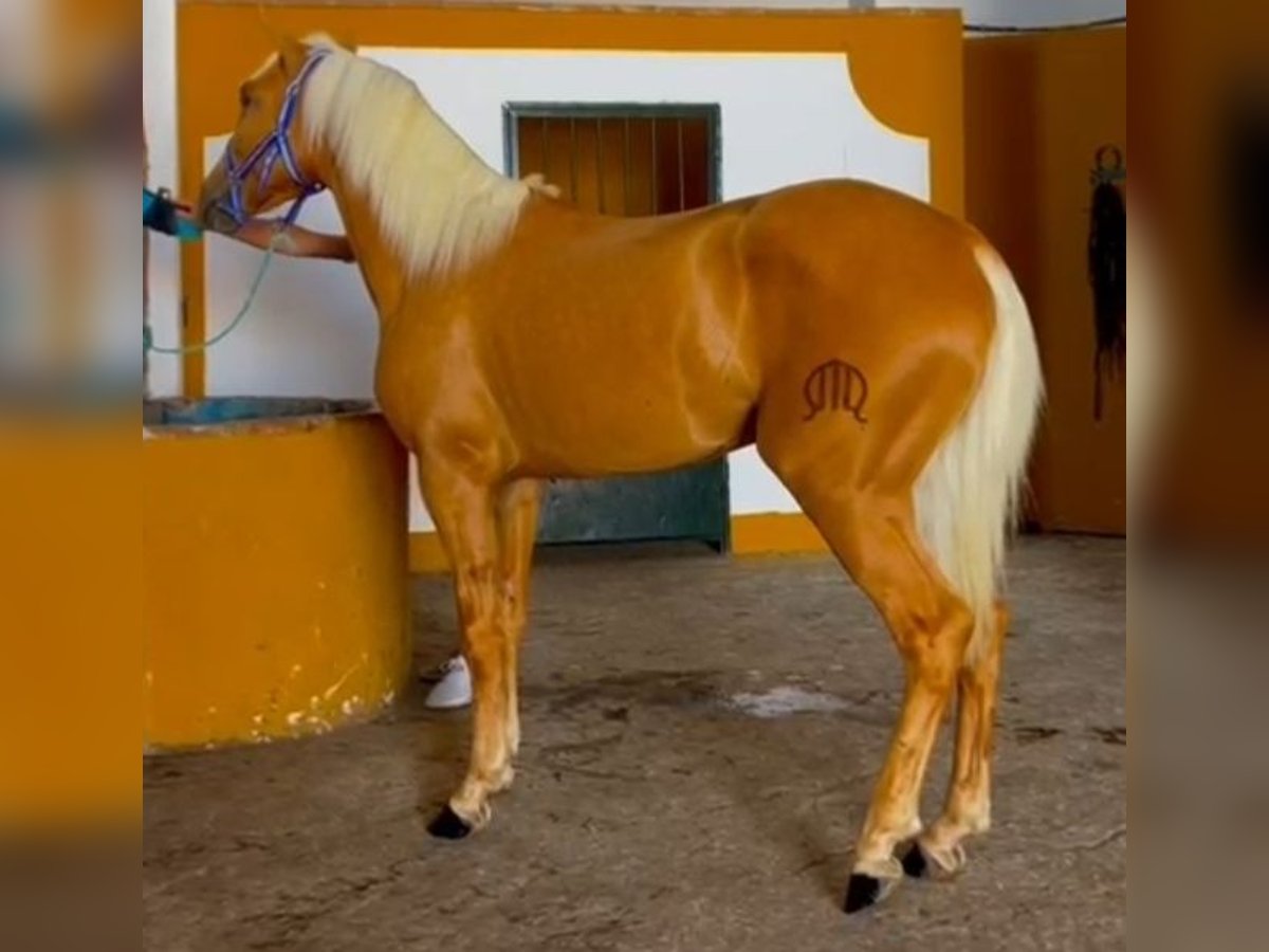 Lusitano Stallion 2 years 15,1 hh Palomino in Canoves