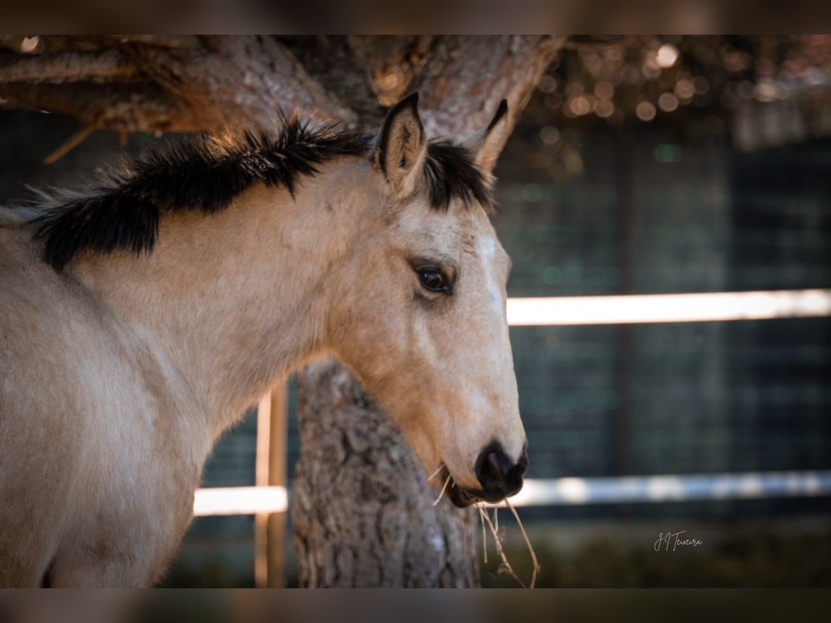 Lusitano Stallion 2 years 15,2 hh Buckskin in Rio Maior