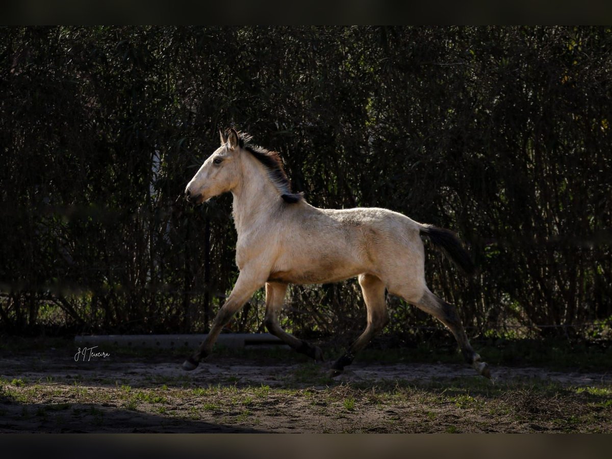 Lusitano Stallion 2 years 15,2 hh Buckskin in Rio Maior