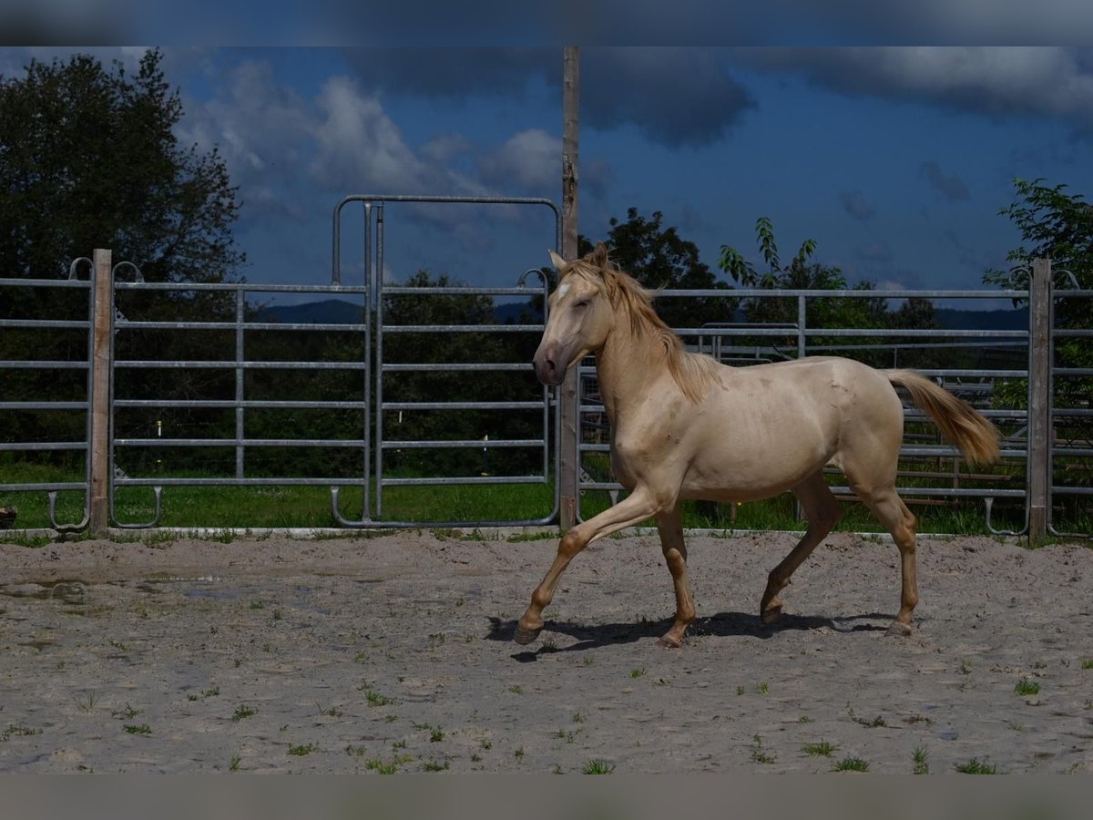 Lusitano Stallion 2 years 15,2 hh Pearl in Ban-de-sapt