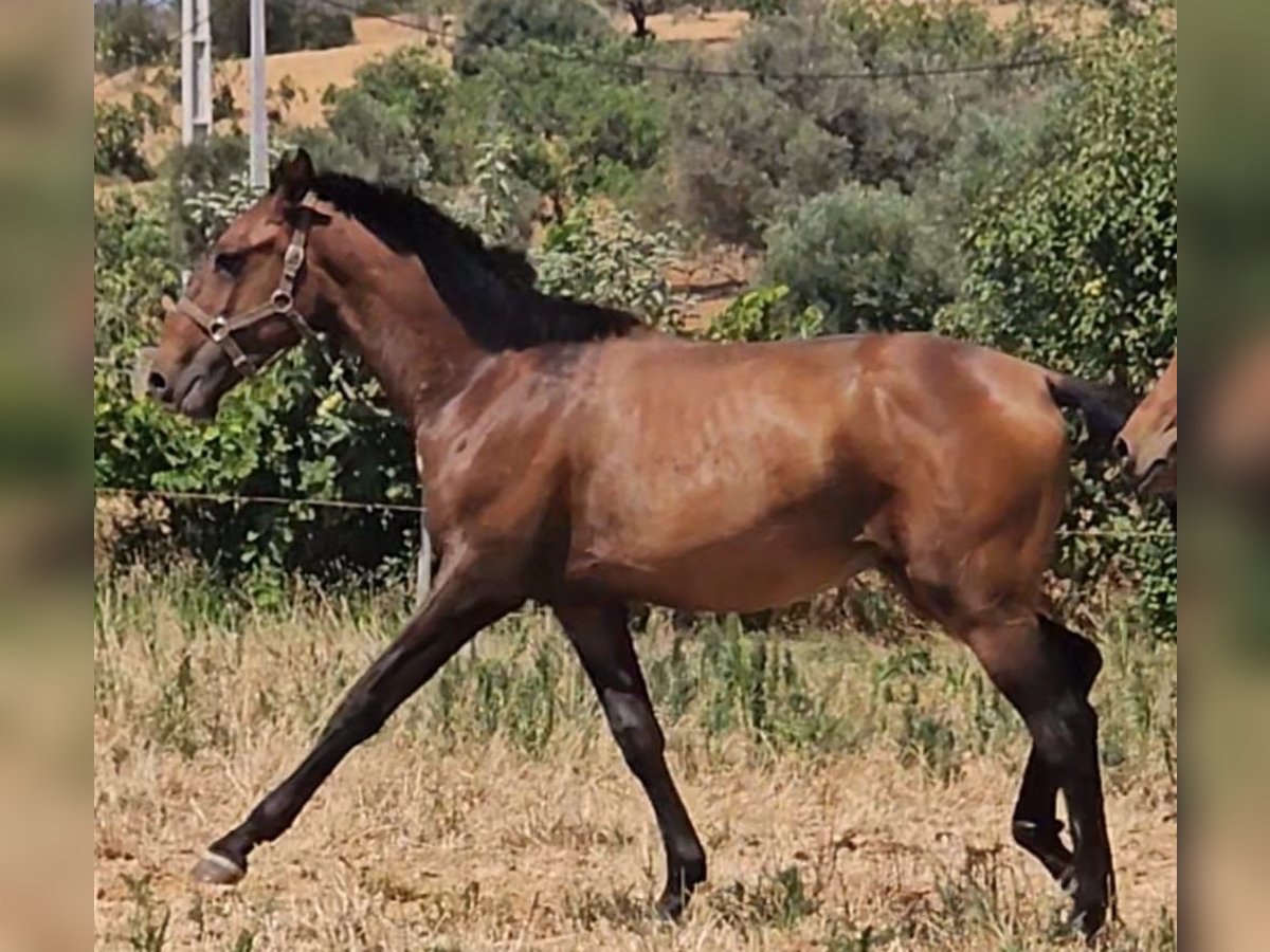 Lusitano Stallion 2 years 15,3 hh Chestnut-Red in Pera