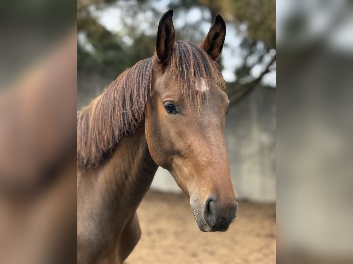 Lusitano Mix Stallion 2 years 15,1 hh Bay in Casal do Ralha