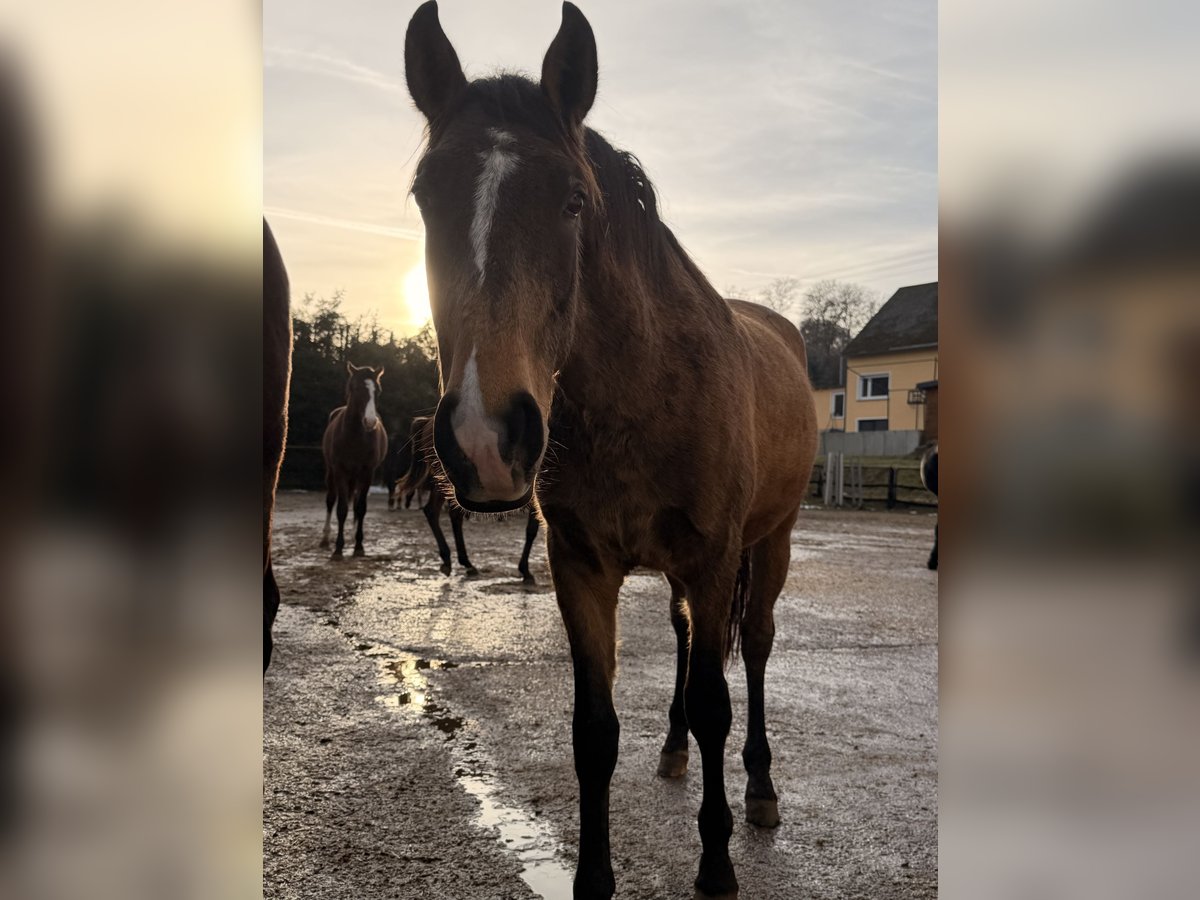 Lusitano Stallion 2 years 15,2 hh Buckskin in Herborn